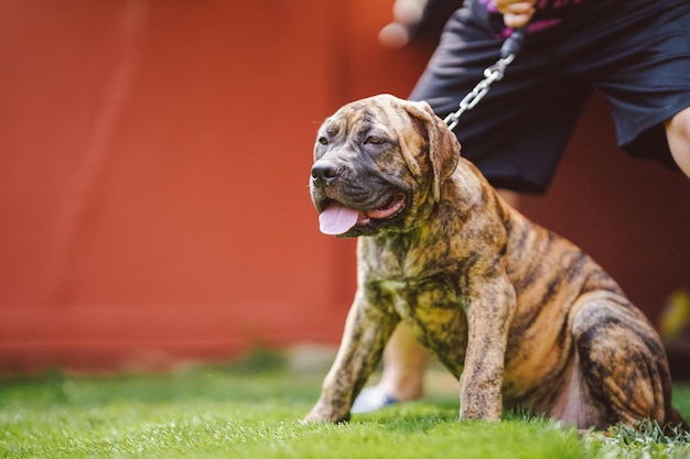 American Pit Bull Terrier puppy with owner on a leash The puppy sits comfortably on the lawn