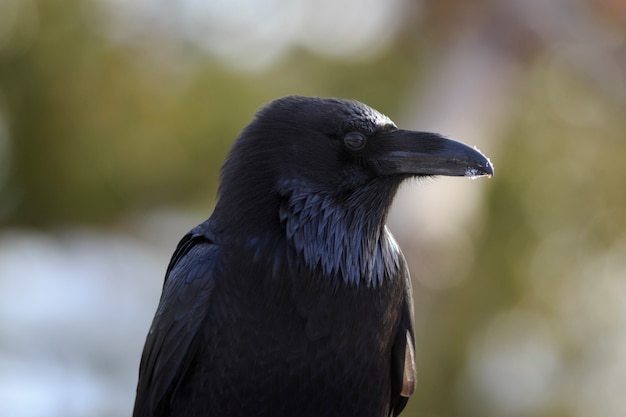 American Raven at Bryce Canyon