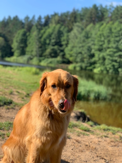 American red golden retriever licks its black nose in a meadow near a lake