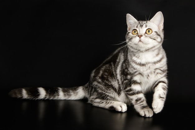 American shorthair cat 