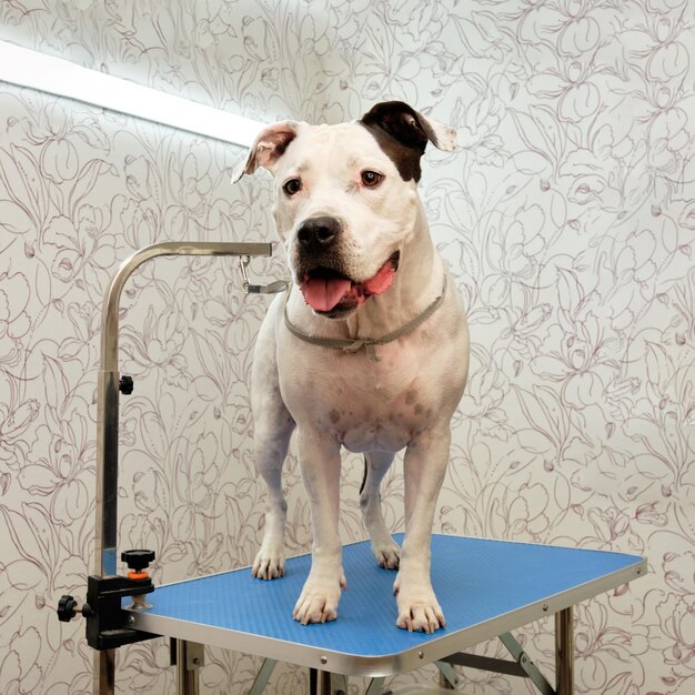 Photo an american stafford terrier dog stands on a grooming table