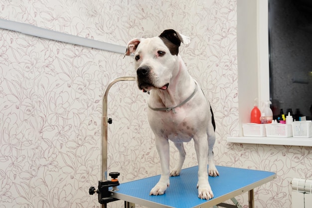 The American Stafford Terrier stands on the grooming table