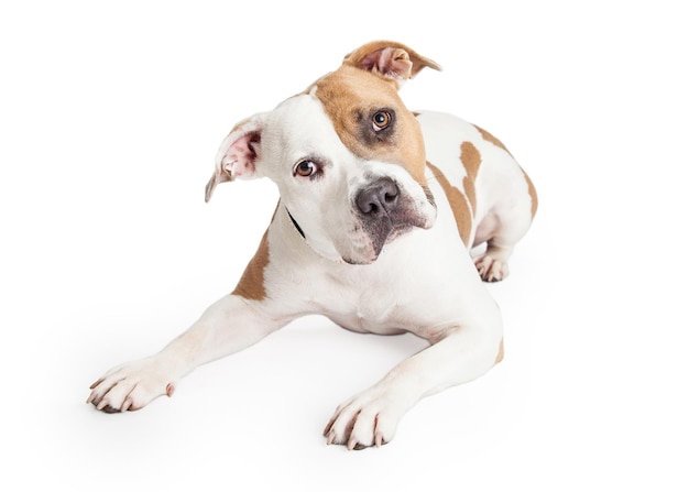 American Staffordshire Dog Laying Tilting Head