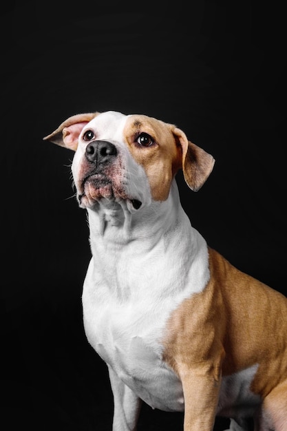 American Staffordshire Terrier dog isolated on black background