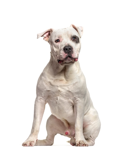 American Staffordshire Terrier dog sitting