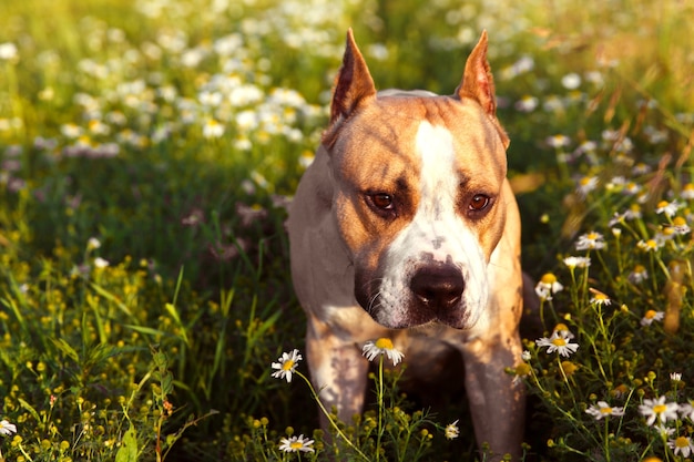 American Staffordshire Terrier in nature in summer. High quality photo