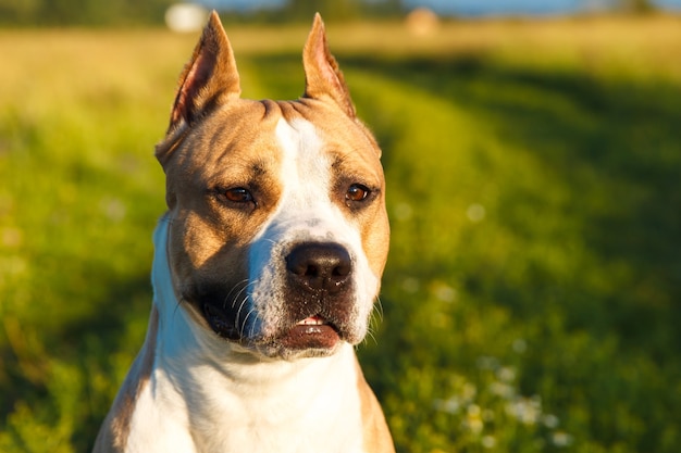 American Staffordshire Terrier in nature in summer. High quality photo