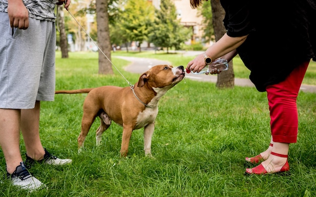 American Staffordshire terrier at the park