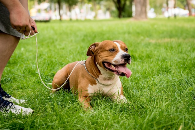 American Staffordshire terrier at the park