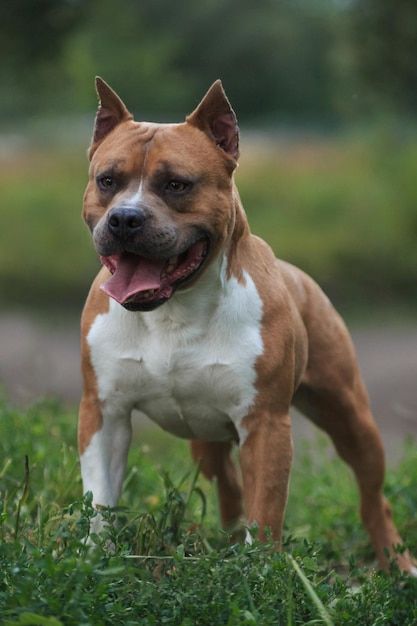 American Staffordshire terrier