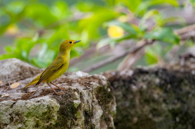 American Yellow warbler filmed on the Yucatan Peninsula