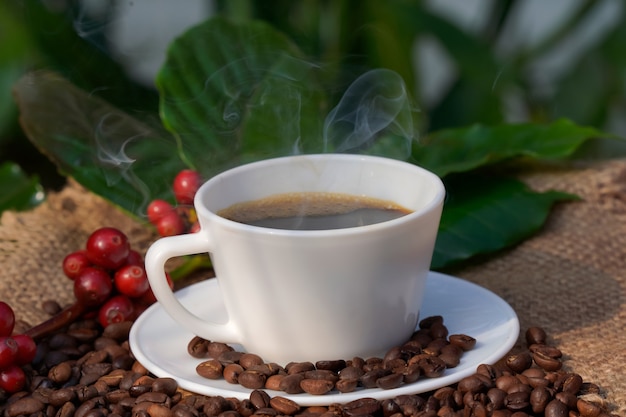 Americano coffee in a white coffee cup with raw and roasted coffee beans background.