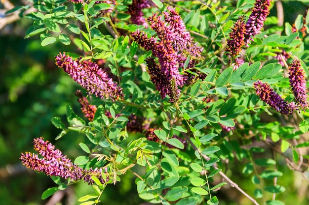 Amorpha fruticosa purple flowering plant known by several names desert false indigo false indigobush and bastard indigobush