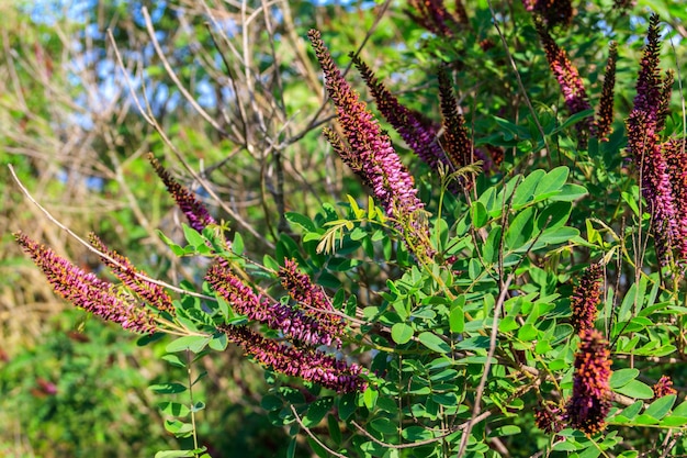 Amorpha fruticosa purple flowering plant known by several names desert false indigo false indigobush and bastard indigobush