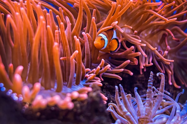 Amphiprion Ocellaris Clownfish In Marine Aquarium