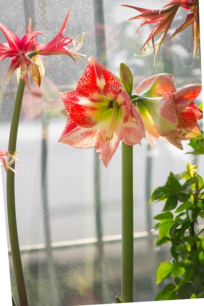 Amryllis blooms Bright flowers of a red bulbous houseplant on the windowsill among other plants