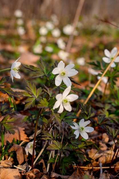 Amur anemone Glade with many white anemone flowers