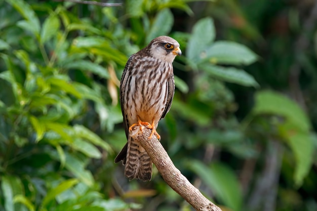 Amur falcon Falco amurensis Beautiful Birds of Thailand