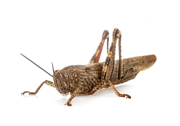 Anacridium aegyptium in front of white background