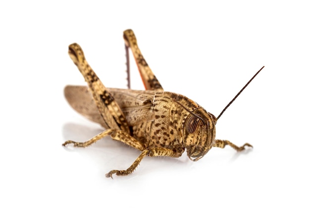 Anacridium aegyptium in front of white background