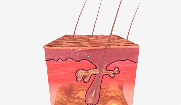 Photo anal warts in skin tissue