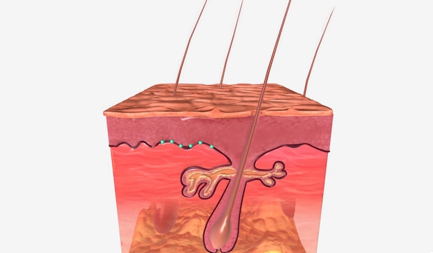 Photo anal warts in skin tissue