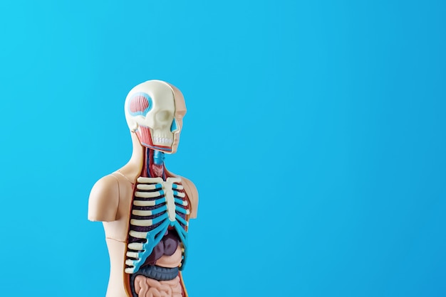 Anatomical model of human body with internal organs on a blue background. Anatomy body mannequin