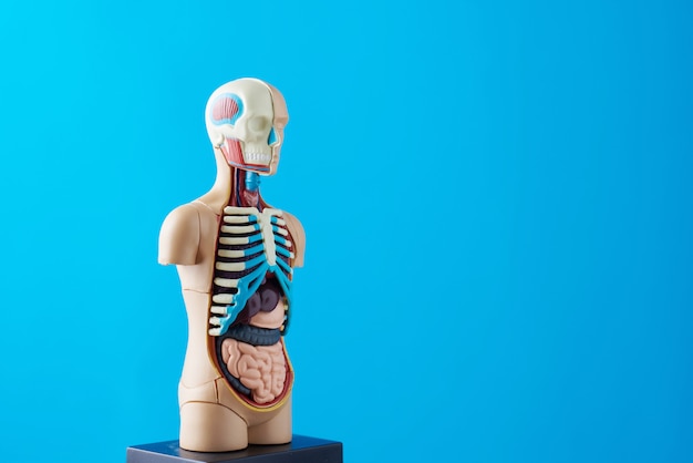 Anatomical model of human body with internal organs on a blue background.