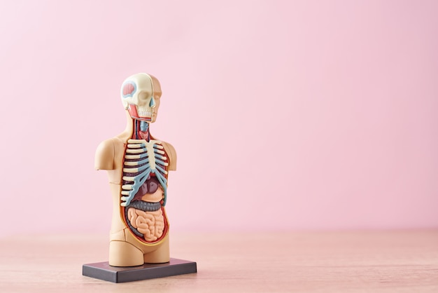 Anatomical model of human body with internal organs on a pink background