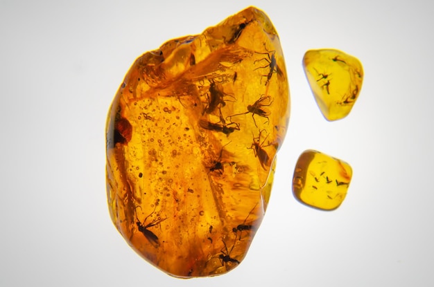 Ancient amber with insects inside