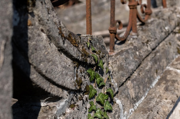 An ancient architecture of a stone structure of a european city in italy overgrown with leaves