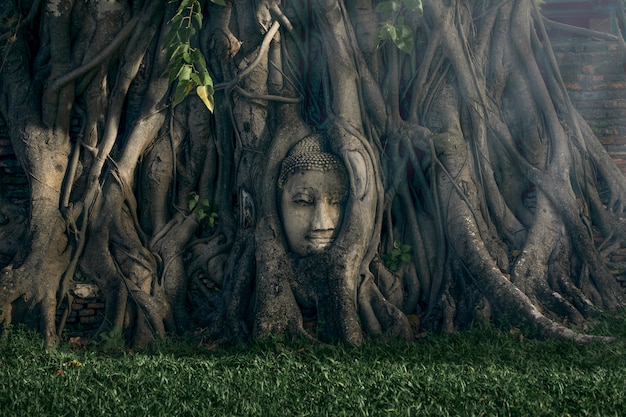 The ancient Buddha head under the tree in the old temple in Phra Nakhon Si Ayutthaya, Thailand