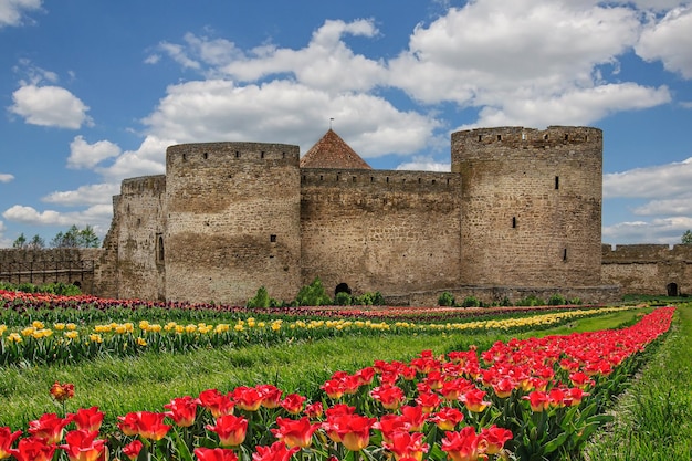 Ancient castle ruins against the background of tulips and a beautiful sky in Belgorod Dnestrovsk Ukr