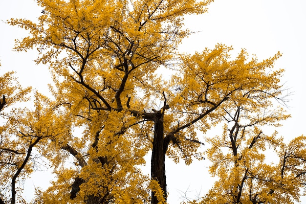 Ancient ginkgo tree in Qibao Ancient Town, Shanghai