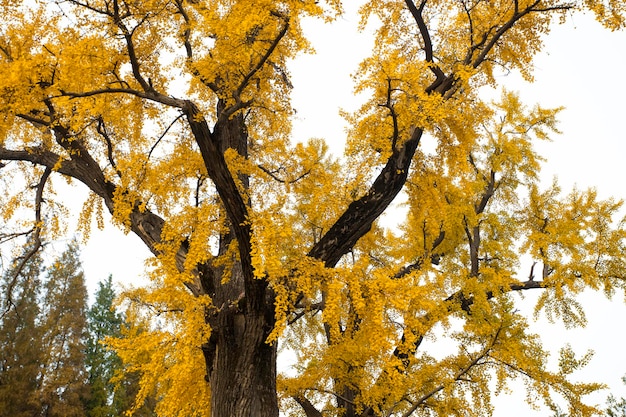 Ancient ginkgo tree in Qibao Ancient Town, Shanghai