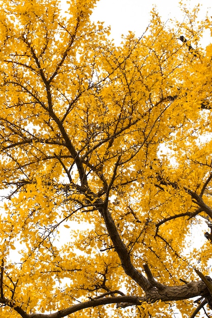 Ancient ginkgo tree in Qibao Ancient Town, Shanghai