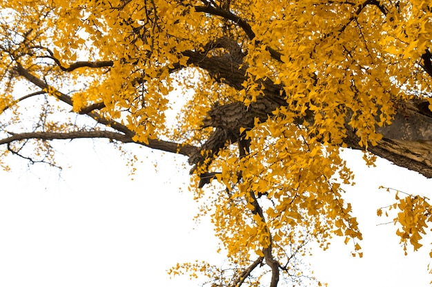 Ancient ginkgo tree in Qibao Ancient Town, Shanghai