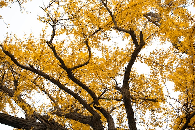 Ancient ginkgo tree in Qibao Ancient Town, Shanghai