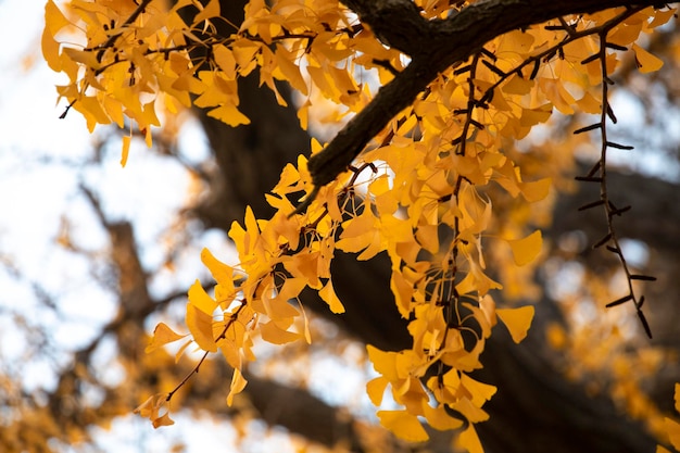 Ancient ginkgo tree in Qibao Ancient Town, Shanghai