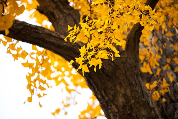 Ancient ginkgo tree in Qibao Ancient Town, Shanghai