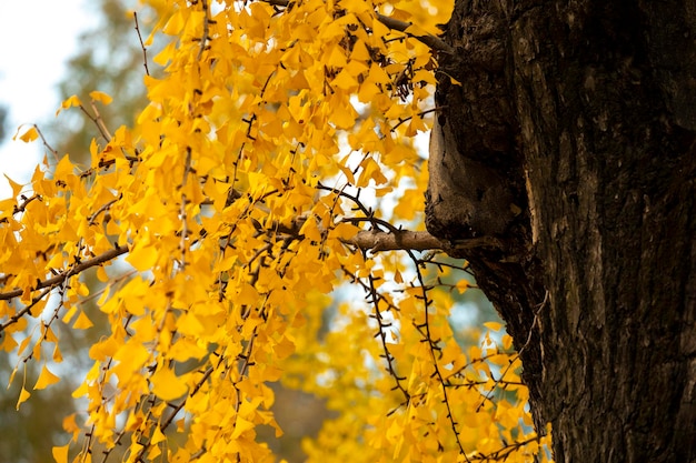 Ancient ginkgo tree in Qibao Ancient Town, Shanghai