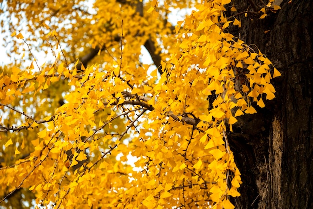 Ancient ginkgo tree in Qibao Ancient Town, Shanghai