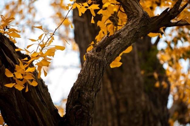 Ancient ginkgo tree in Qibao Ancient Town, Shanghai