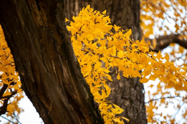 Ancient ginkgo tree in Qibao Ancient Town, Shanghai