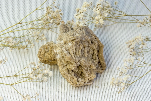 Ancient old petrified wood excavation minerals on white textured background close up