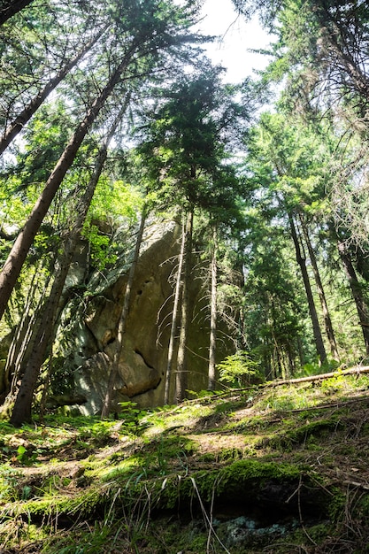 Ancient stone rocks and spruces in the Carpathian forest