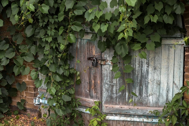 Ancient wooden gate in a brick wall Old door hidden under the ivy