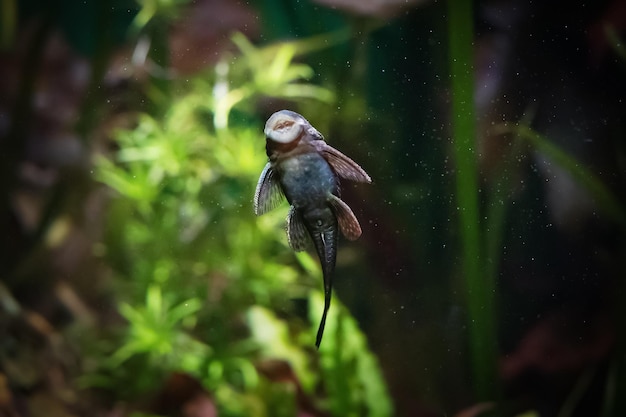 Ancistrus dolichopterus ancistrus vulgaris fish on aquarium glass