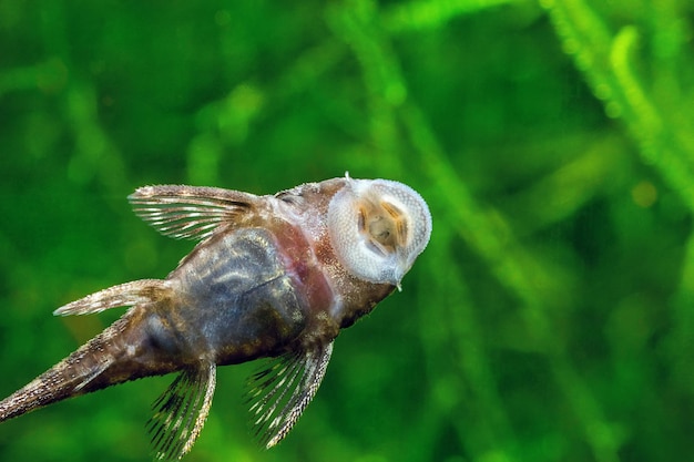 Ancistrus Tropical fish Bristlenose catfish on the glass