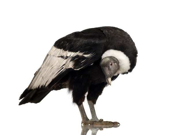 Andean Condor (15 years) Vultur gryphus -  in front on a white isolated